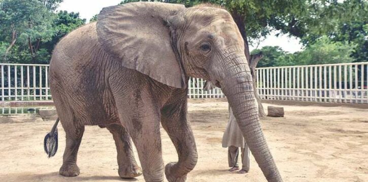 animal import banned in pakistan